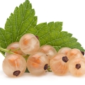 White Currant